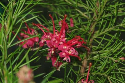 spider flower 'Olympic Flame'