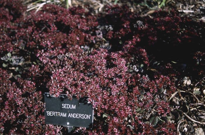 stonecrop 'Bertram Anderson'