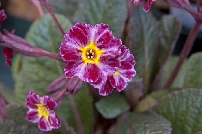 polyanthus 'Dark Rosaleen'