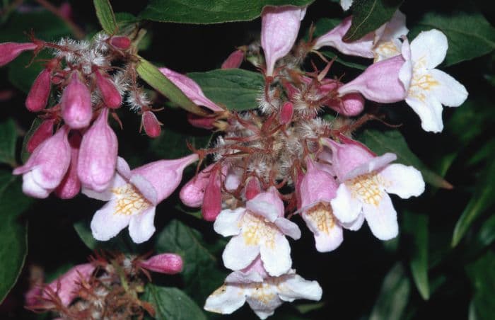 beauty bush 'Pink Cloud'