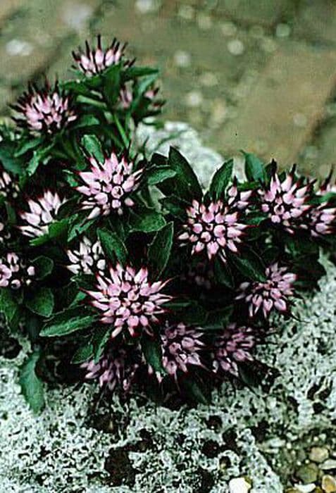 tufted horned rampion