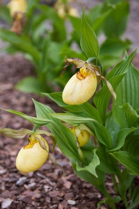 lady's slipper orchid Victoria gx