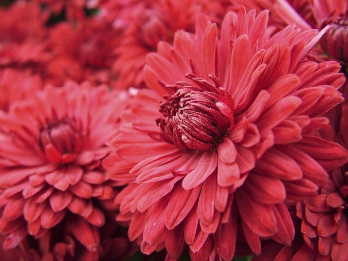 chrysanthemum 'Ruby Mound'