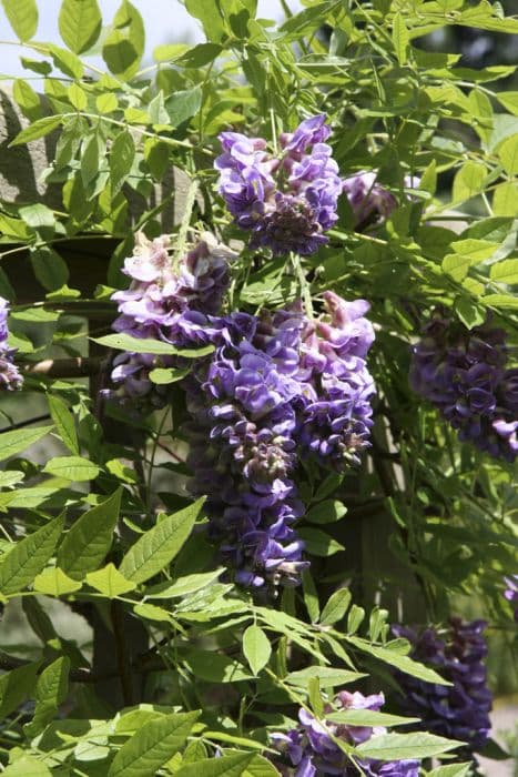 shrubby wisteria 'Amethyst Falls'