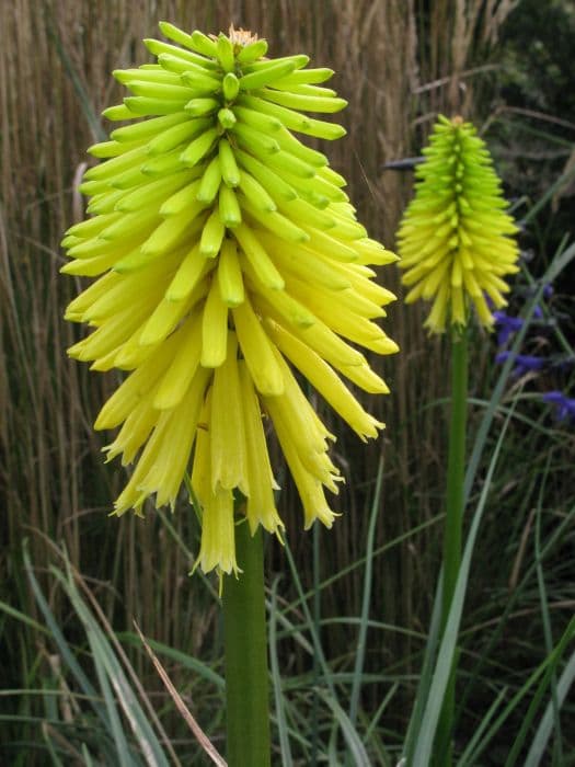 red-hot poker 'Bees' Lemon'