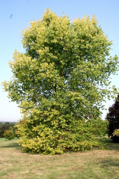 golden Carolina poplar