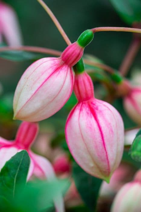 fuchsia 'Elma'