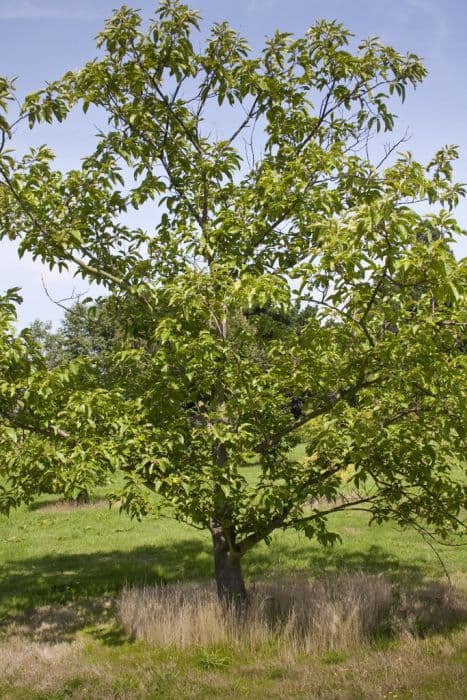 sweet chestnut 'Marigoule'