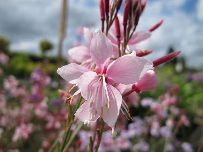 gaura 'Pink Gin'