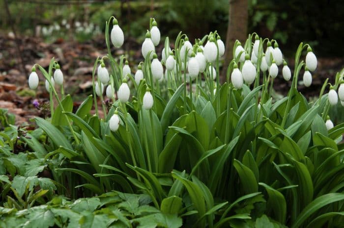 snowdrop 'Augustus'