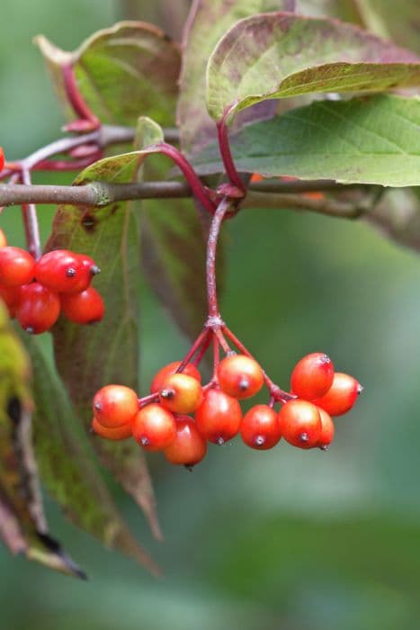 Bristly viburnum