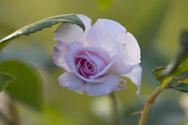 Rose 'Bloomfield Abundance'