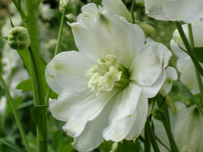 delphinium 'Double Innocence'