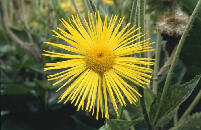 inula 'Sonnenstrahl'