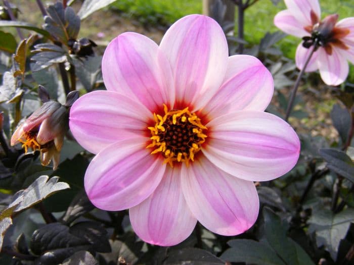 dahlia 'Zone Ten'