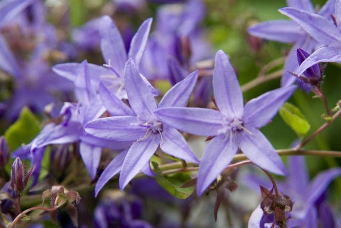 wall bellflower 'Resholdt's Variety'