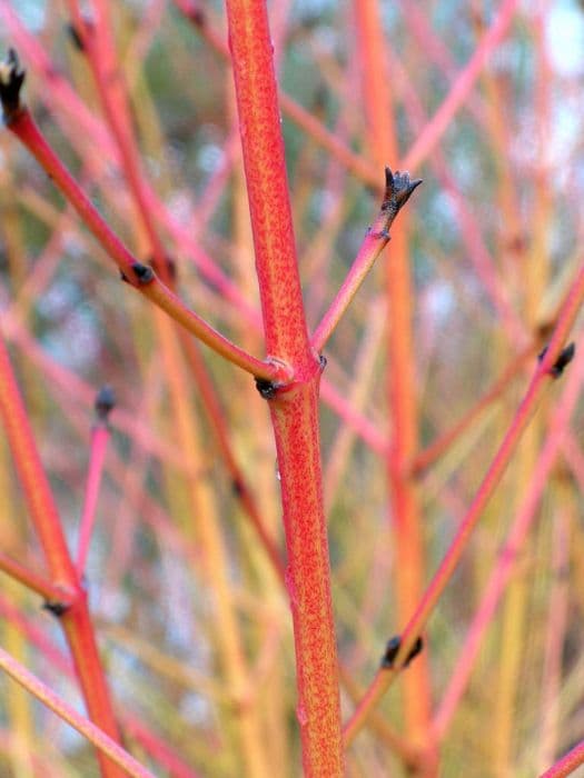 dogwood 'Midwinter Fire'