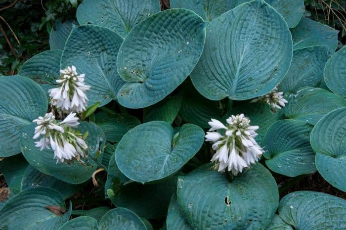 plantain lily 'Sea Grotto'