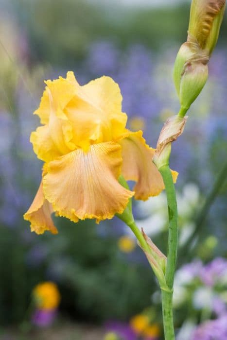 iris 'Butterscotch Kiss'