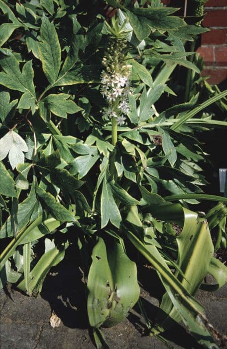 giant pineapple lily