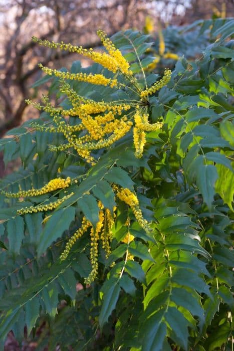 Oregon grape 'Buckland'