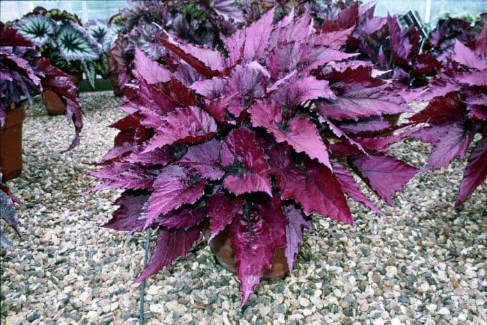 begonia 'Regal Minuet'