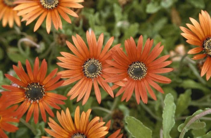 African daisy 'Mahogany'