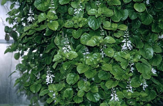 Swedish ivy