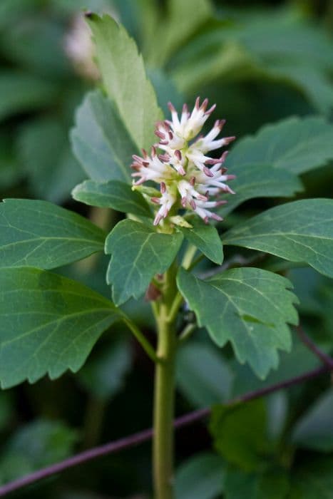 Japanese spurge