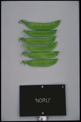 pea (sugarsnap) [Sugar Dwarf Sweet Green] = 'Norli'