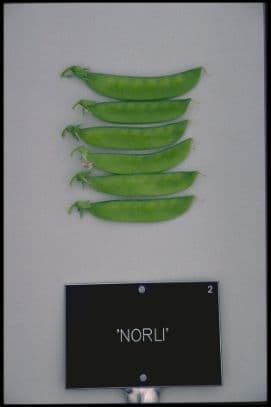 Pea (sugarsnap) [Sugar Dwarf Sweet Green] = 'Norli'