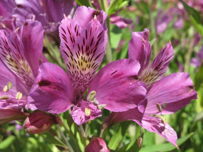 Peruvian lily 'Perfect Blue'