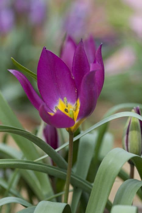 tulip 'Eastern Star'