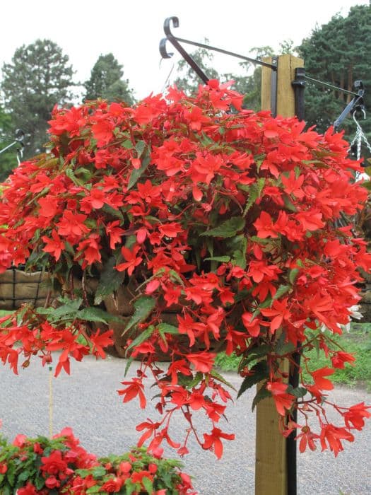 begonia 'Sparkler Red'