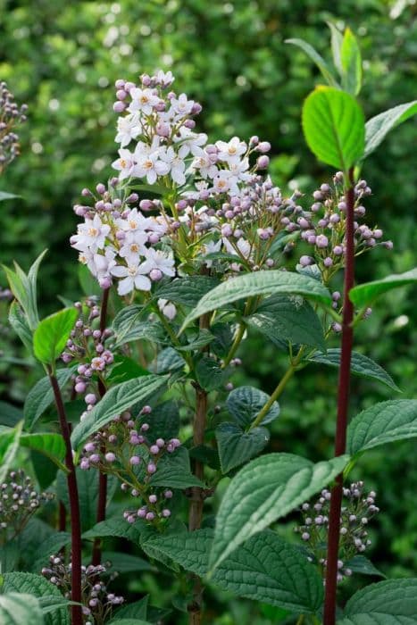 deutzia 'Veitchii'