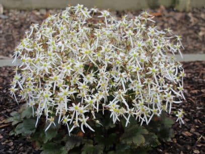 saxifrage 'Rokujo'