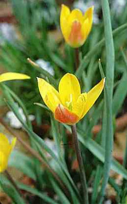 golden lady tulip