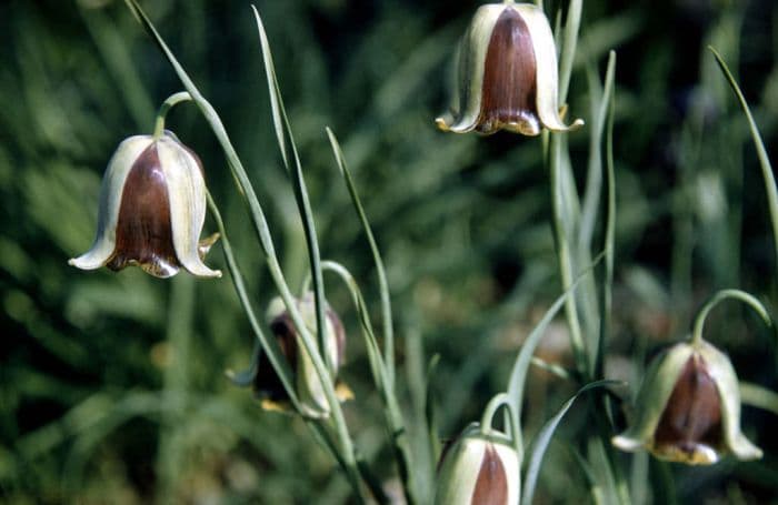 pointed-petal fritillary