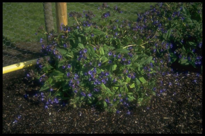 lungwort 'Blue Ensign'