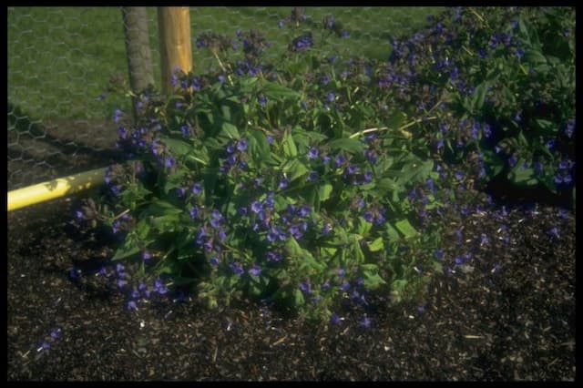 Lungwort 'Blue Ensign'