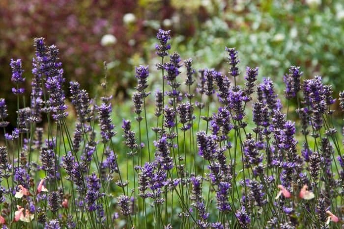 lavender 'Seal'