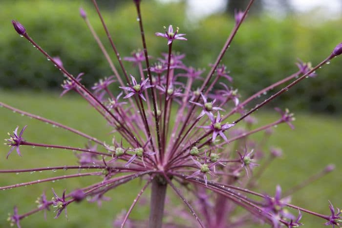 Schubert's allium