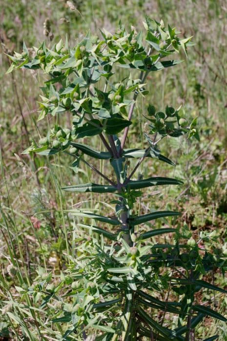 caper spurge