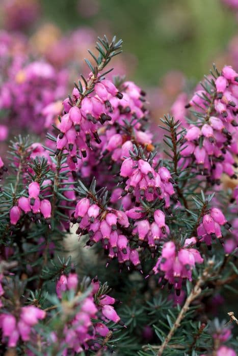 heather 'Lucie'