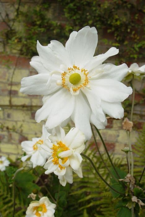 Japanese anemone 'Whirlwind'