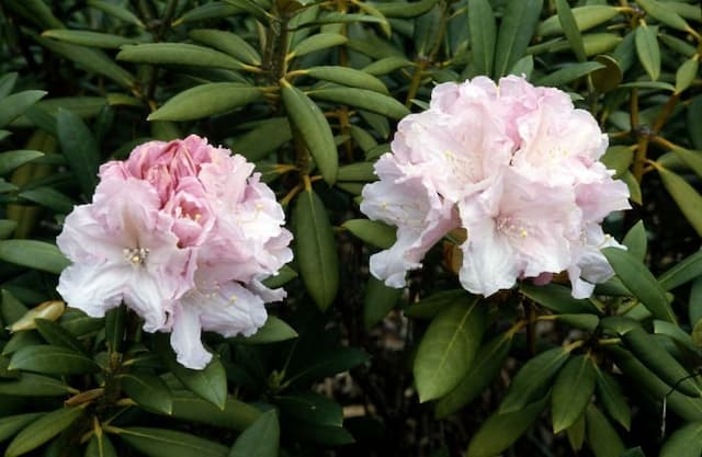 Rhododendron 'Morning Cloud'