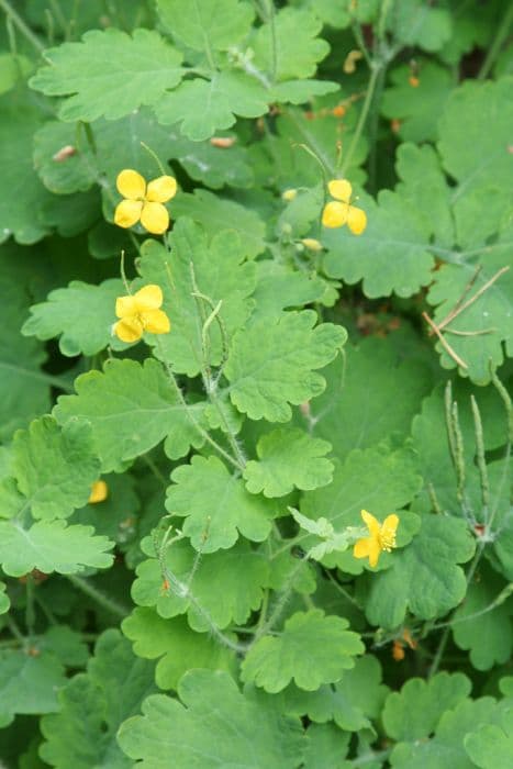 greater celandine