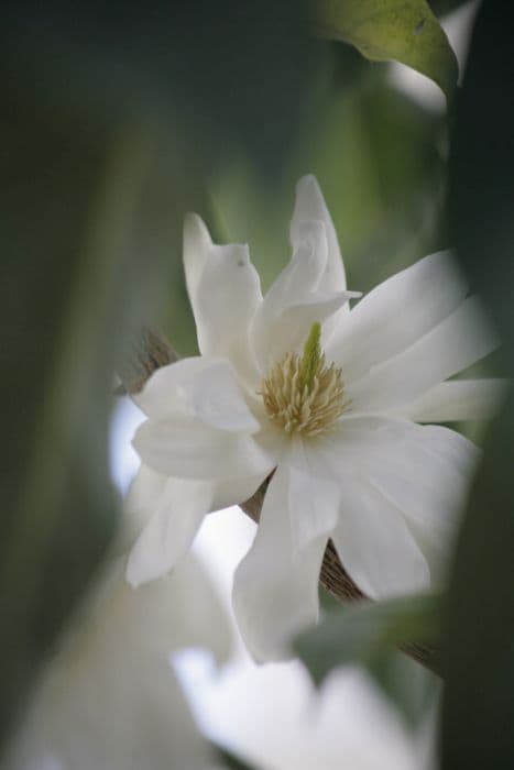 Temple magnolia 'Silver Cloud'