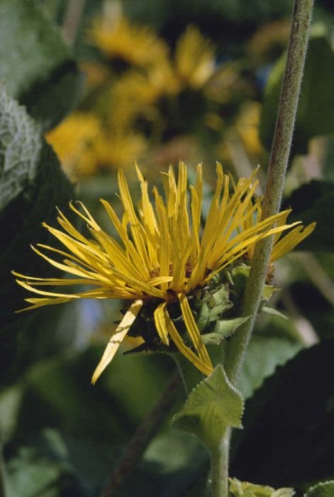 elecampane