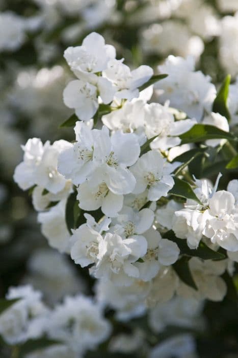 mock orange 'Dame Blanche'